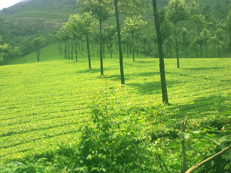 family resorts in munnar
