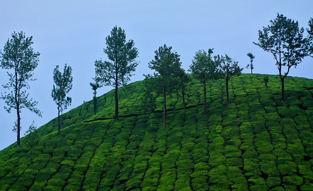 resorts to stay in munnar
